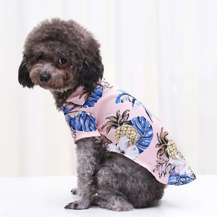 Dog wearing a pink and blue tropical shirt on a white background