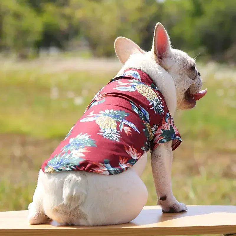 Cat wearing a red floral shirt sitting on a wooden surface with a blurred natural background