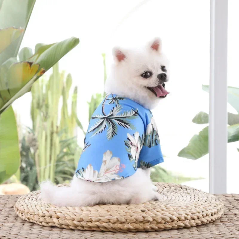 Small white dog wearing a blue floral shirt sitting on a woven mat with plants in the background