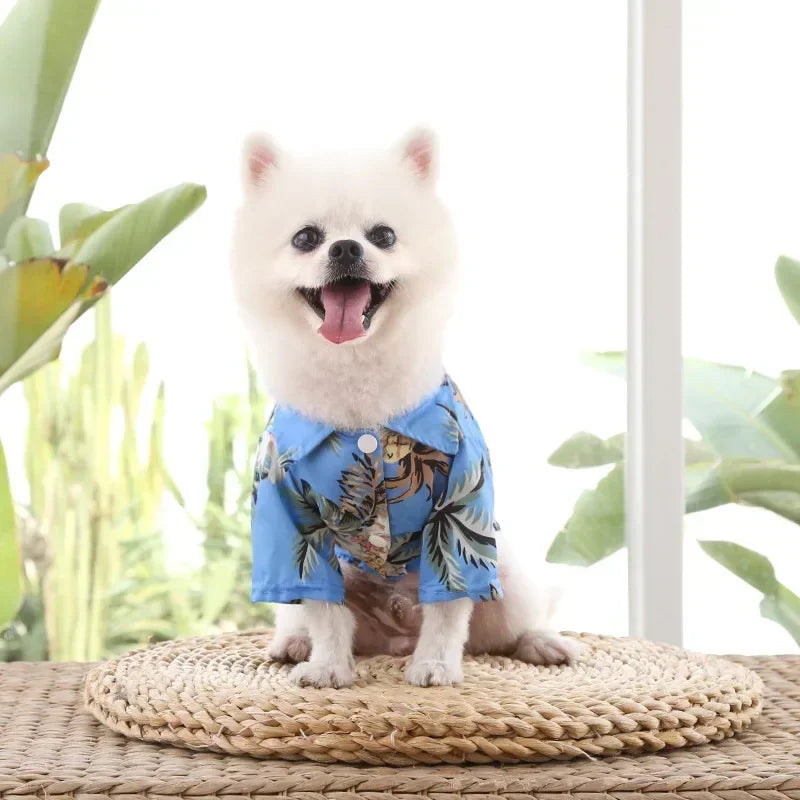 Small white dog wearing a blue floral shirt on a woven mat with plants in the background