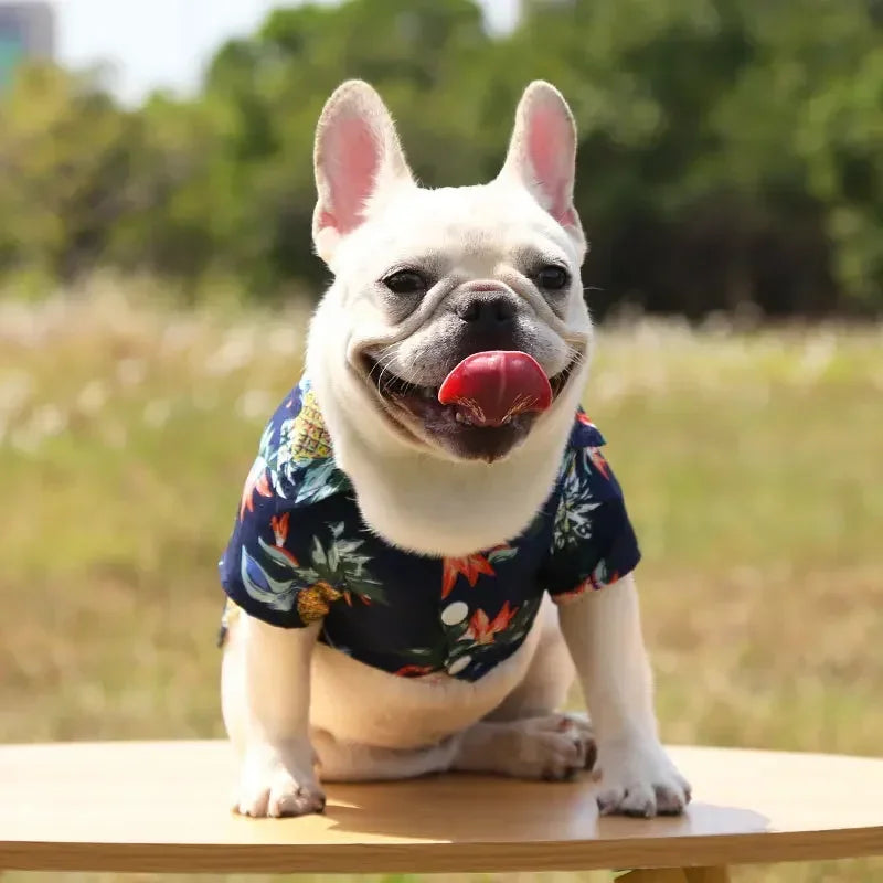 Dog wearing a floral shirt sitting on a wooden surface with a blurred natural background